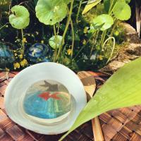 ⌘金魚祭り