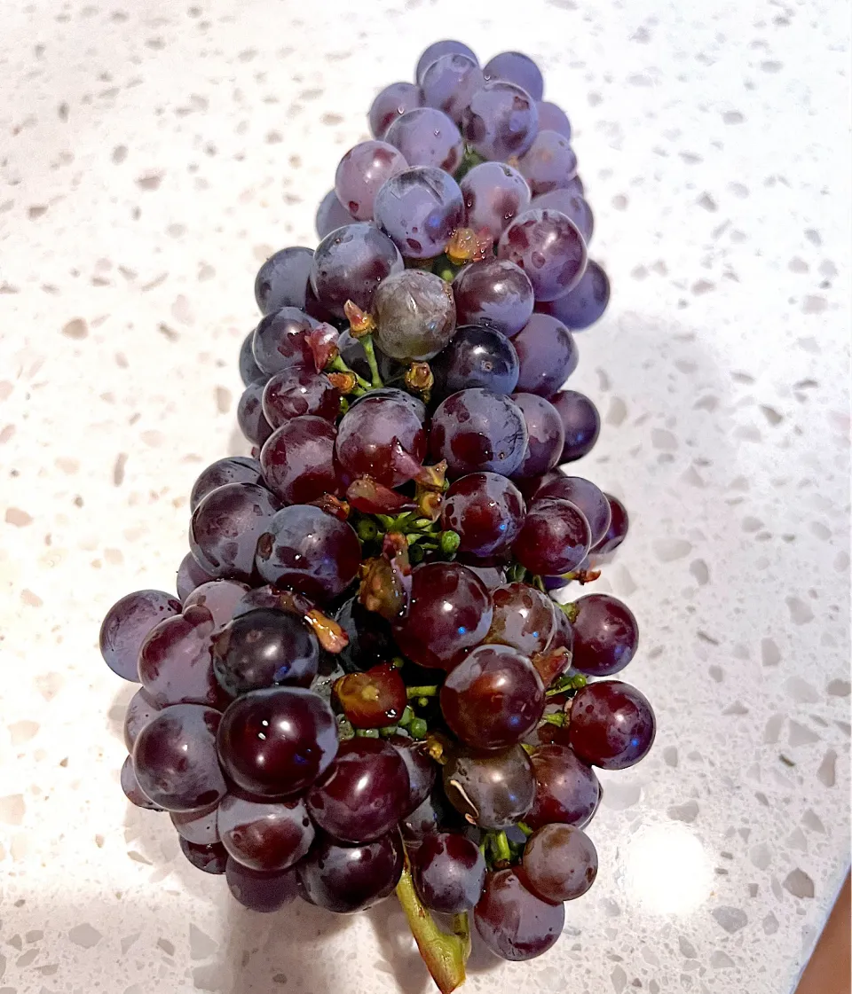 Snapdishの料理写真:Home grown grapes|🌺IAnneさん