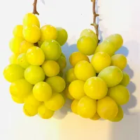 Snapdishの料理写真:採れたてシャインマスカット🍇