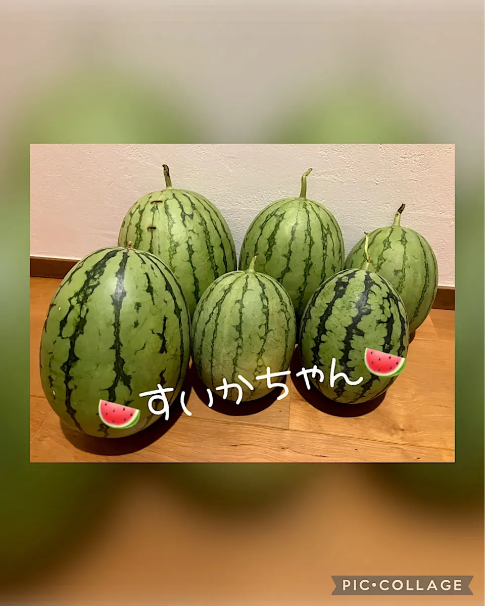 🍉すいかちゃん🍉|きみちさん