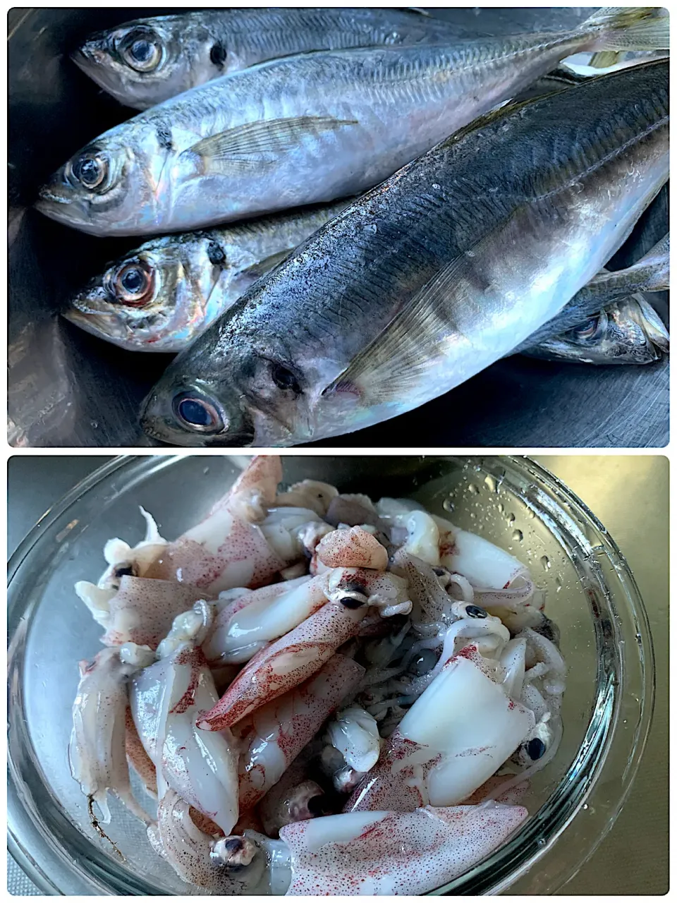 魚市場で買ってきた鯵と小イカ|いちごさん