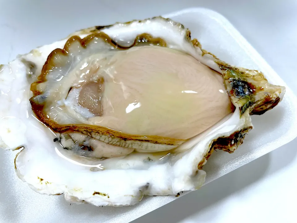 真牡蠣|もうちゃんさん