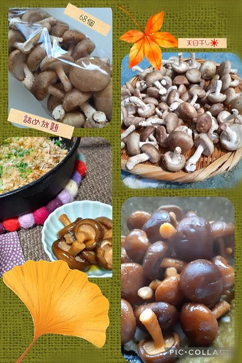 椎茸甘辛煮🍄|びせんさん