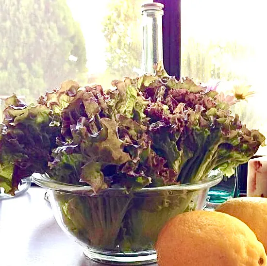 れたすとレモンに粉チーズのサラダで朝ごはん|ばくあんしゃさん