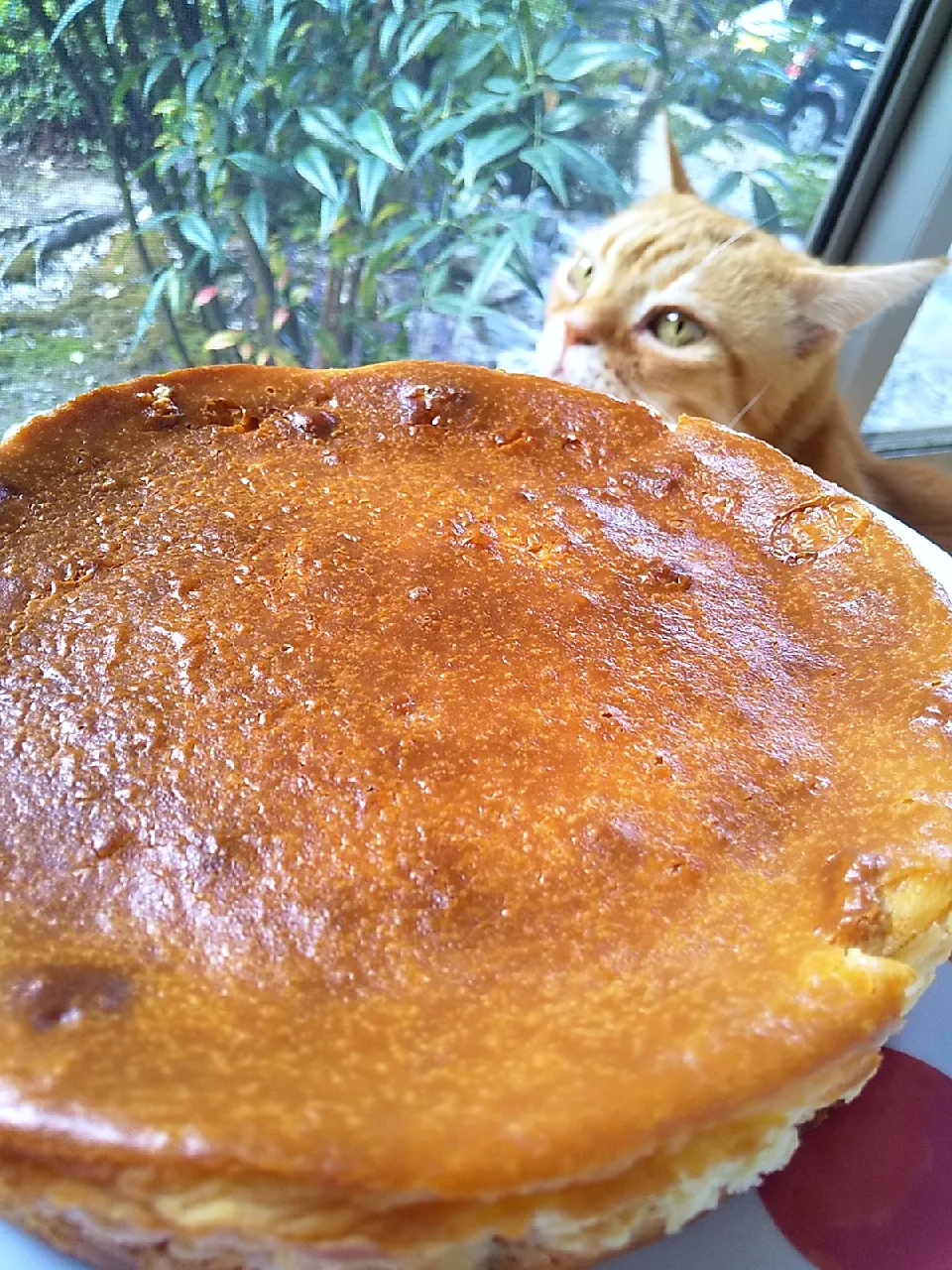 ベイクドチーズケーキ焼きました😸|さくらんぼさん