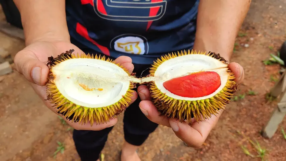 Rainbow Durian|Edwin Keeさん