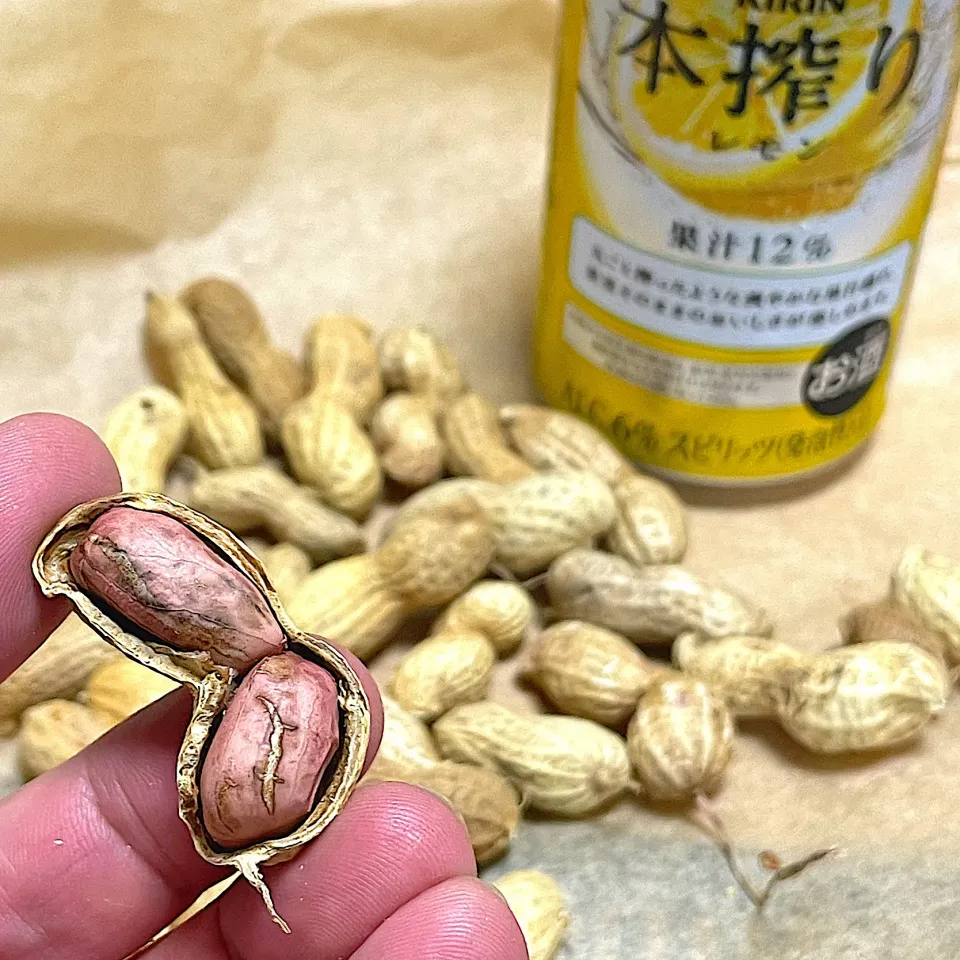 Snapdishの料理写真:畑で採れた落花生🥜　ハーロックやエメラルダスみたいなかっこいい傷だな|パパ氏さん