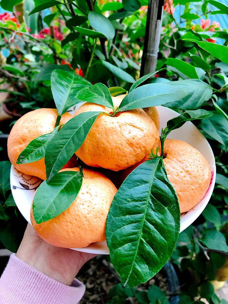 mandarin dumplings 🍊|thanhhloannさん