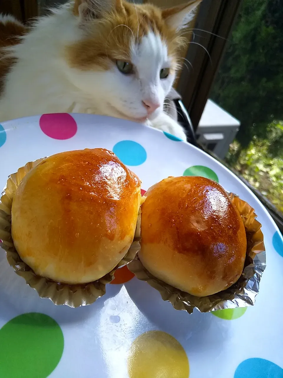 チーズパン🧀
卵をテリテリに塗ったら
ツヤピカになりました🥚|さくらんぼさん