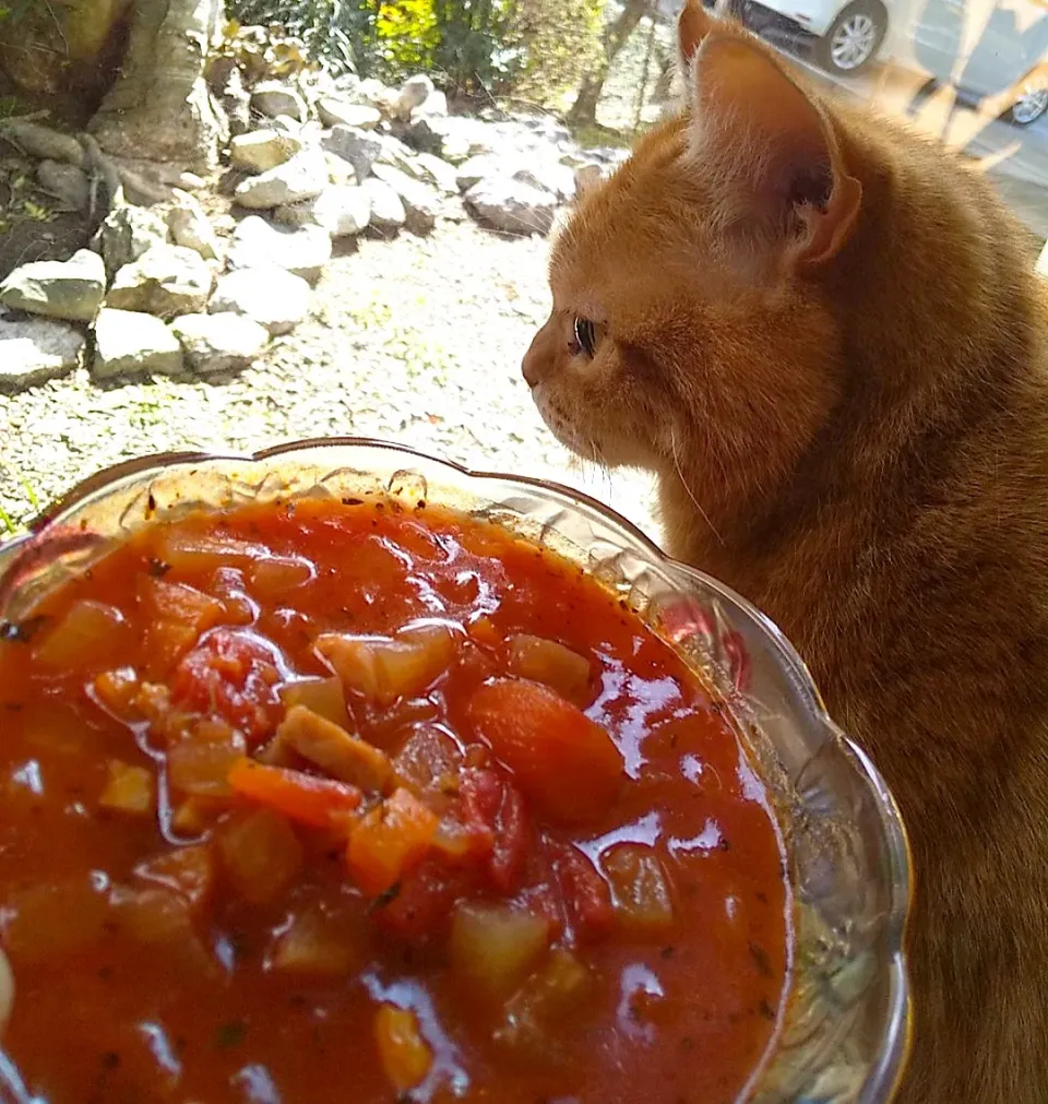 カブのミネストローネ🍅
吹雪がやんでやっとお天気です🌞
さぶかったー|さくらんぼさん