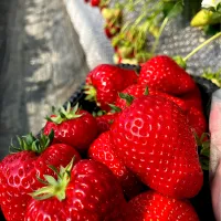 Snapdishの料理写真:いちご🍓狩り|harumakiさん