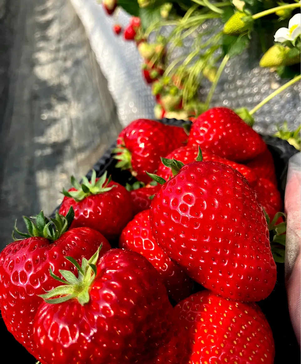 いちご🍓狩り|harumakiさん