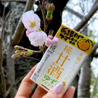 そのまんまで美味しい糀甘酒ゆず🍊実家の桜開花🌸