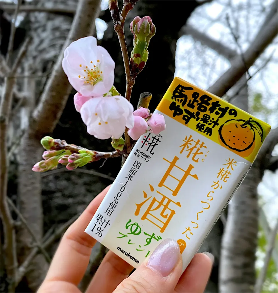 そのまんまで美味しい糀甘酒ゆず🍊実家の桜開花🌸|ゆかりさん