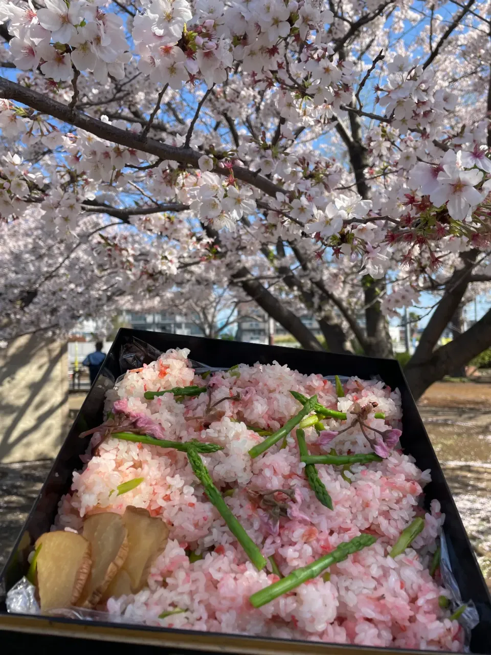 小エビとアスパラの桜おこわ|sana.ayaさん