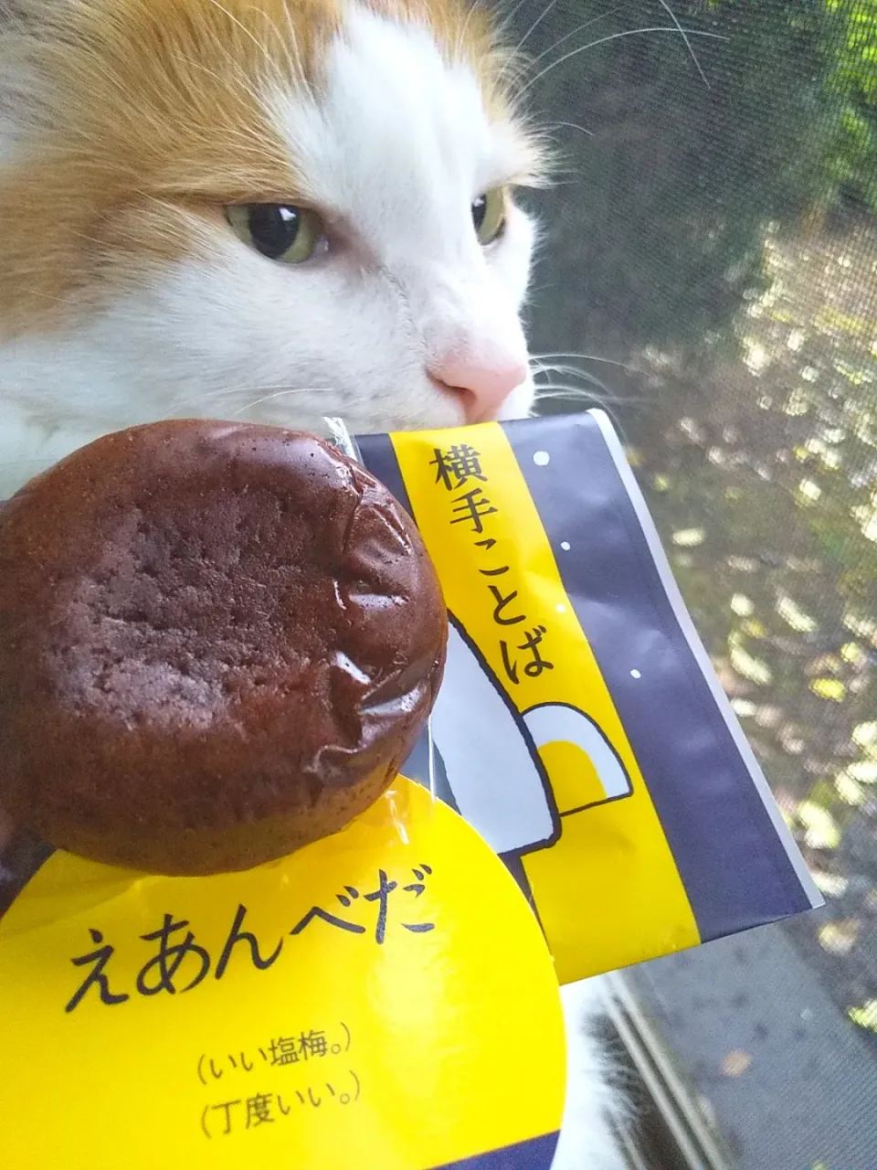 横手フレンドールさんの
チョコまんじゅう😸美味しい〰️
えあんべだ♪|さくらんぼさん