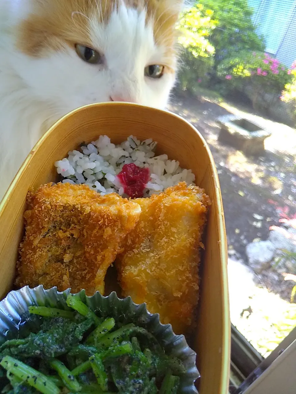 鯵フライお弁当😸|さくらんぼさん