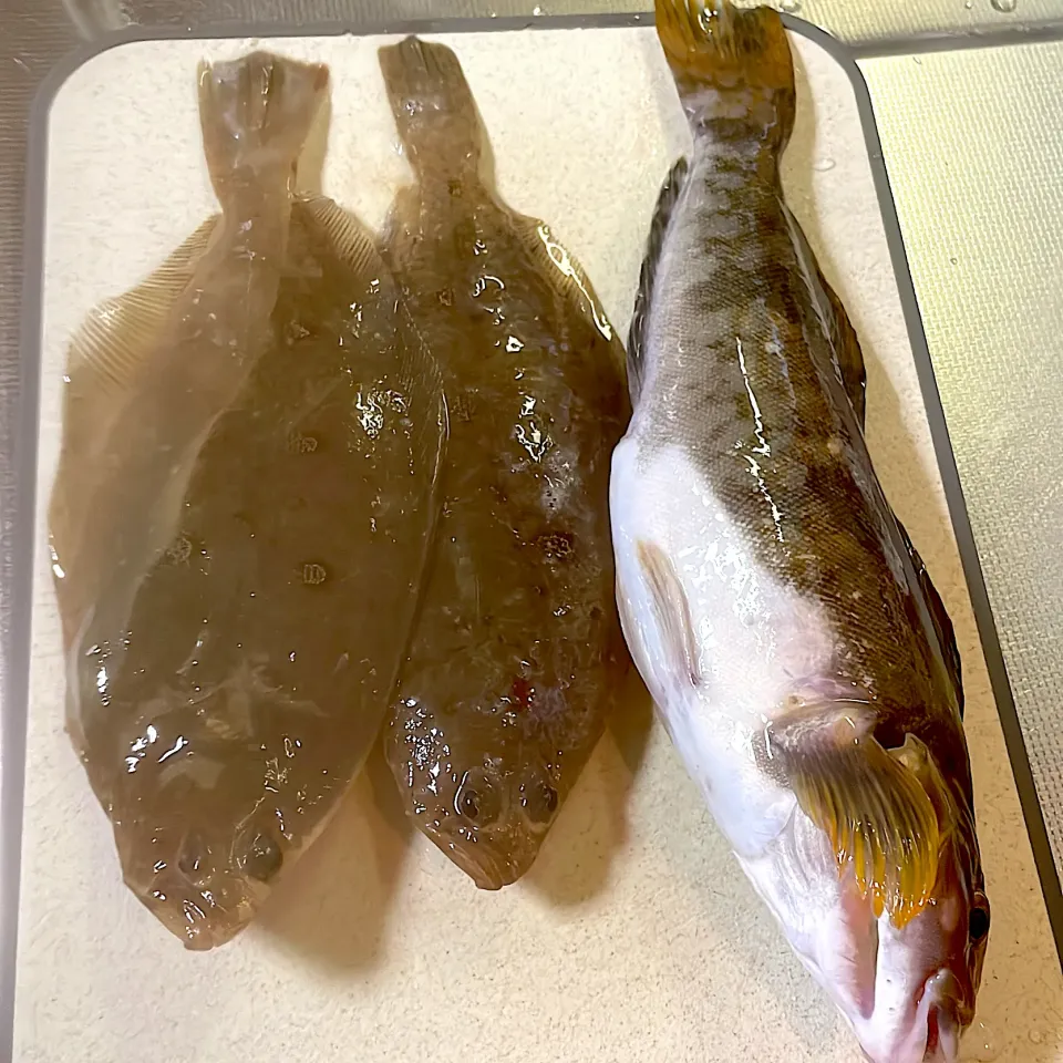 長男くんがアイナメとカレイ🐟釣ってきました‪🎣‬|abekoさん