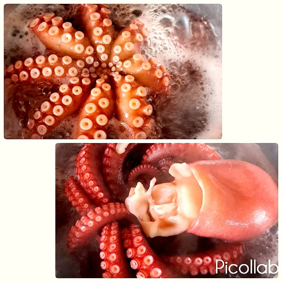 兵庫県明石のタコ🐙
大きいの沢山釣って来てくれました～☺️
湯がいて色々な料理に使いたいと思います～🎶|no-noさん