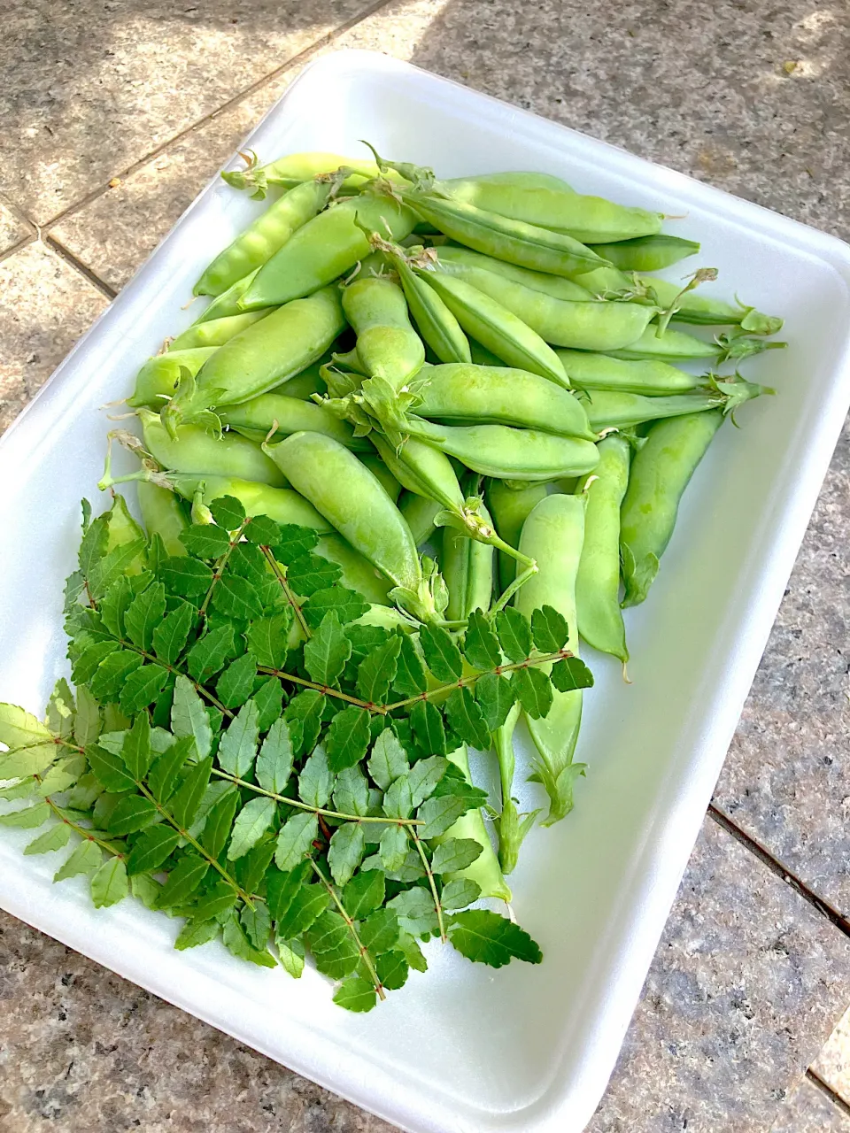 畑の野菜|はるみ(o^^o)さん