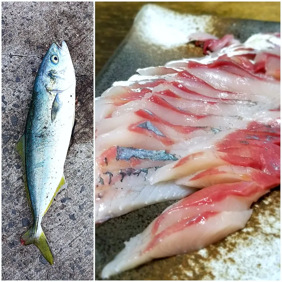 息子が釣ってきた魚のお刺身|ぱんだのままんさん