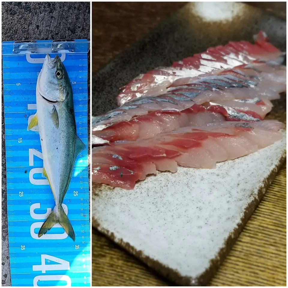 息子が釣ってきた魚のお刺身|ぱんだのままんさん