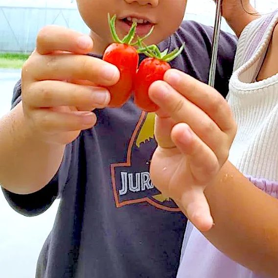 初収穫✨ミニトマト🍅|cocomikaさん