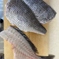 Snapdishの料理写真:キビレのお造りレッツゴー🎣|あつしさん