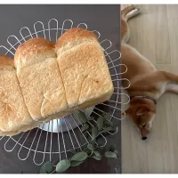 いつもの山食🍞🐕