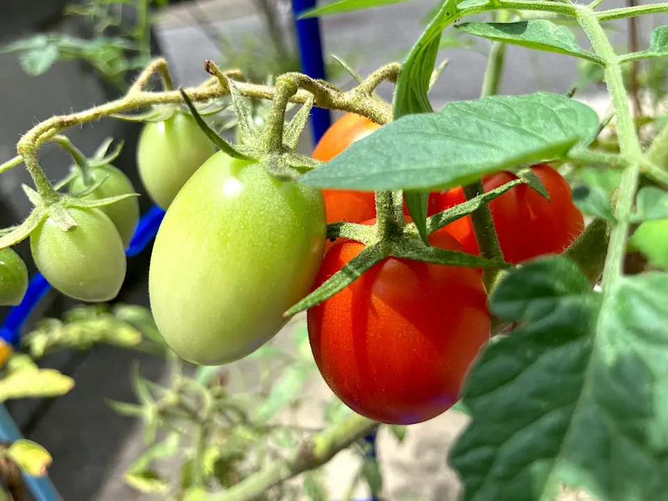 ＊ちびたんが育てているミニ子🍅＊|＊抹茶＊さん