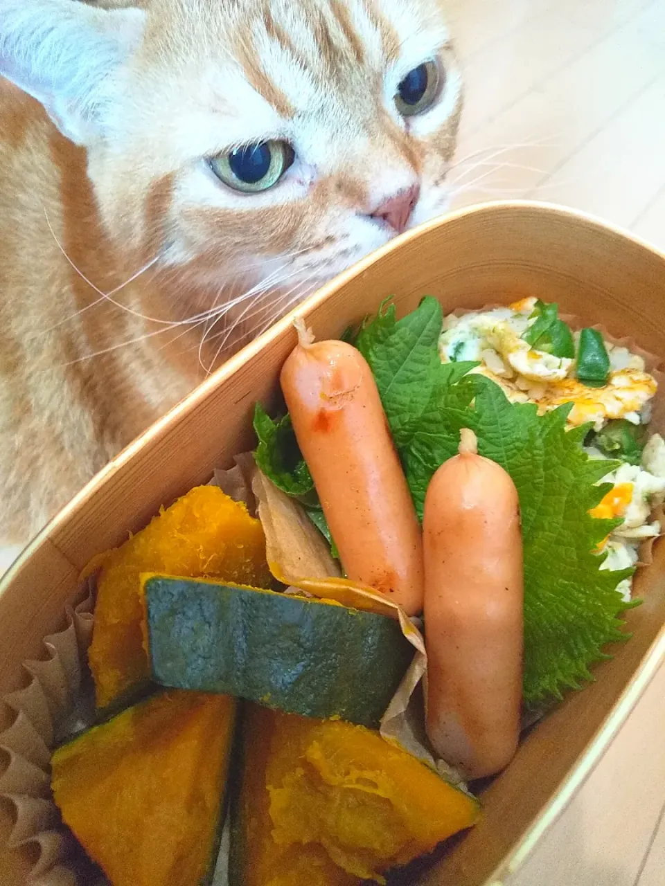 カボチャ🎃お弁当|さくらんぼさん