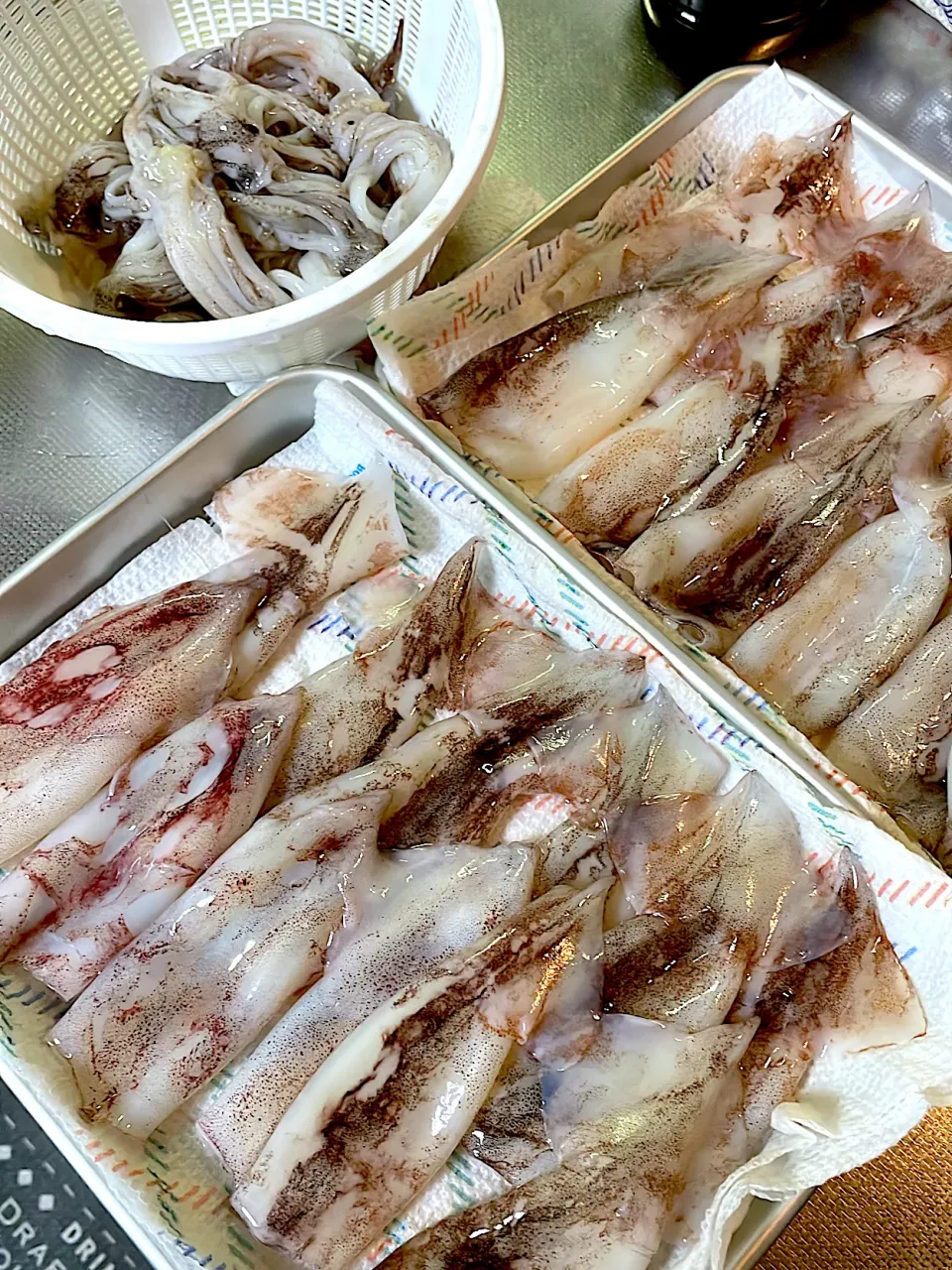 家族みんなで釣ったイカ🦑剣先イカ4杯スルメイカ20杯|abekoさん