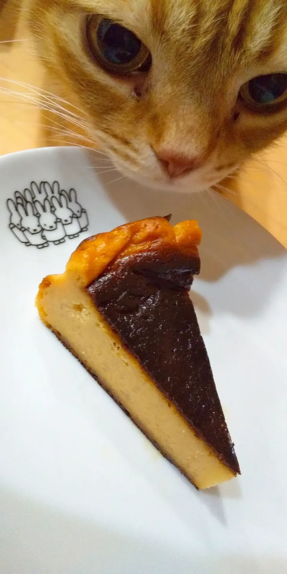 隠し味は味醂です❤️
コロナあけ栄養補給には
カルシウムたっぷり
ベイクドチーズケーキ😸|さくらんぼさん