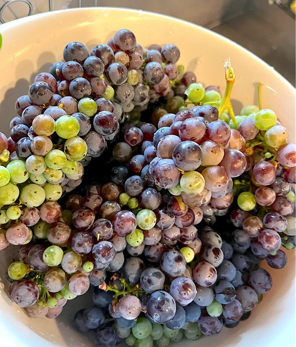 Sweet grapes from our backyard|🌺IAnneさん