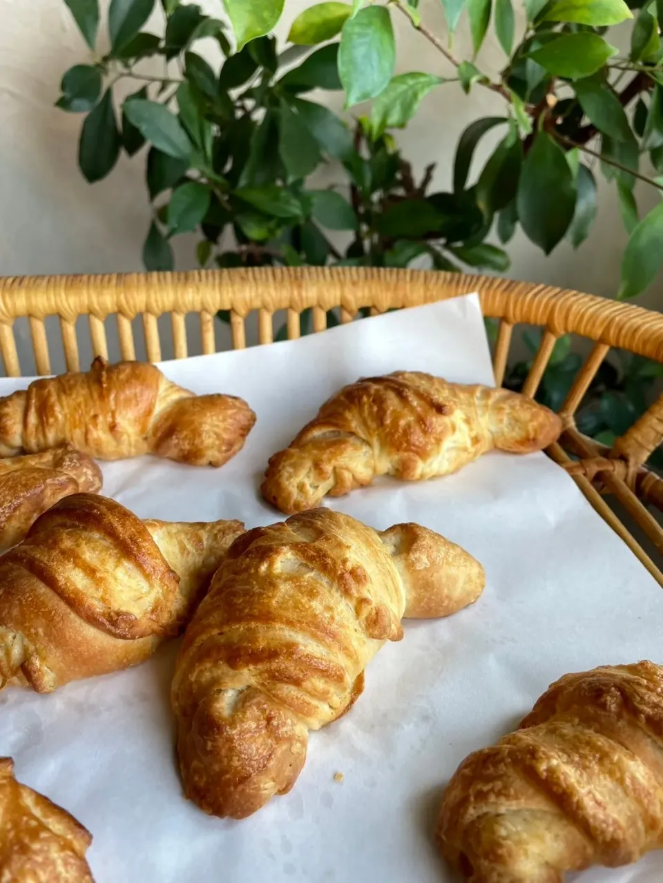 はじめてのクロワッサン🥐
バターとける、生地からもれるで
難しい かった〰️(^∀^；)|さくらんぼさん