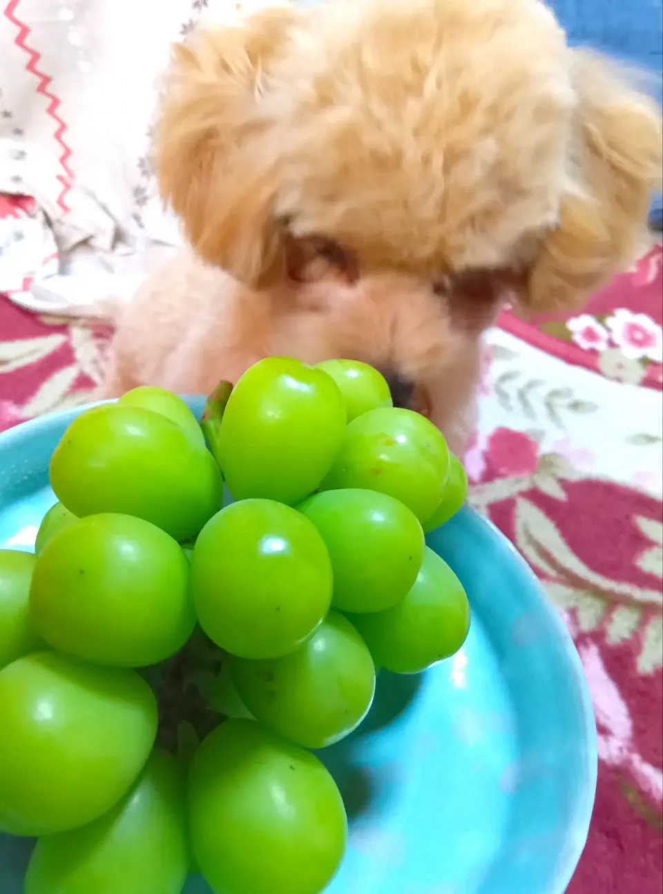 地元のシャインマスカット🍇
みずみずしくて美味|さくらんぼさん