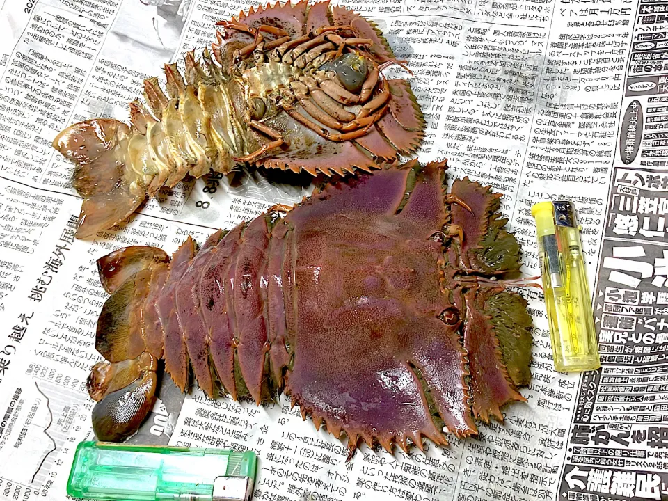 何も作る気なかったのに💦 巨大団扇海老と中団扇海老貰った🦐 死んで少し経つので刺身には無理だから赤だしにしてムシャムシャ食べよう😋見かけはおかしな海老だけど、多分身だけ食べたら誰も伊勢海老との差は分からないと思う美味しい海老です♡ 今から半分に割って赤だしにするので一応手料理マーク🌸で😅|🐈⸒⸒⸒⸒つるのダンス🐈🐾さん