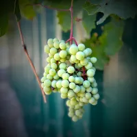 Snapdishの料理写真:Grapes|Artlvgさん