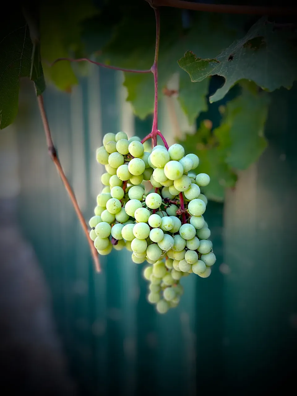 Grapes|Artlvgさん