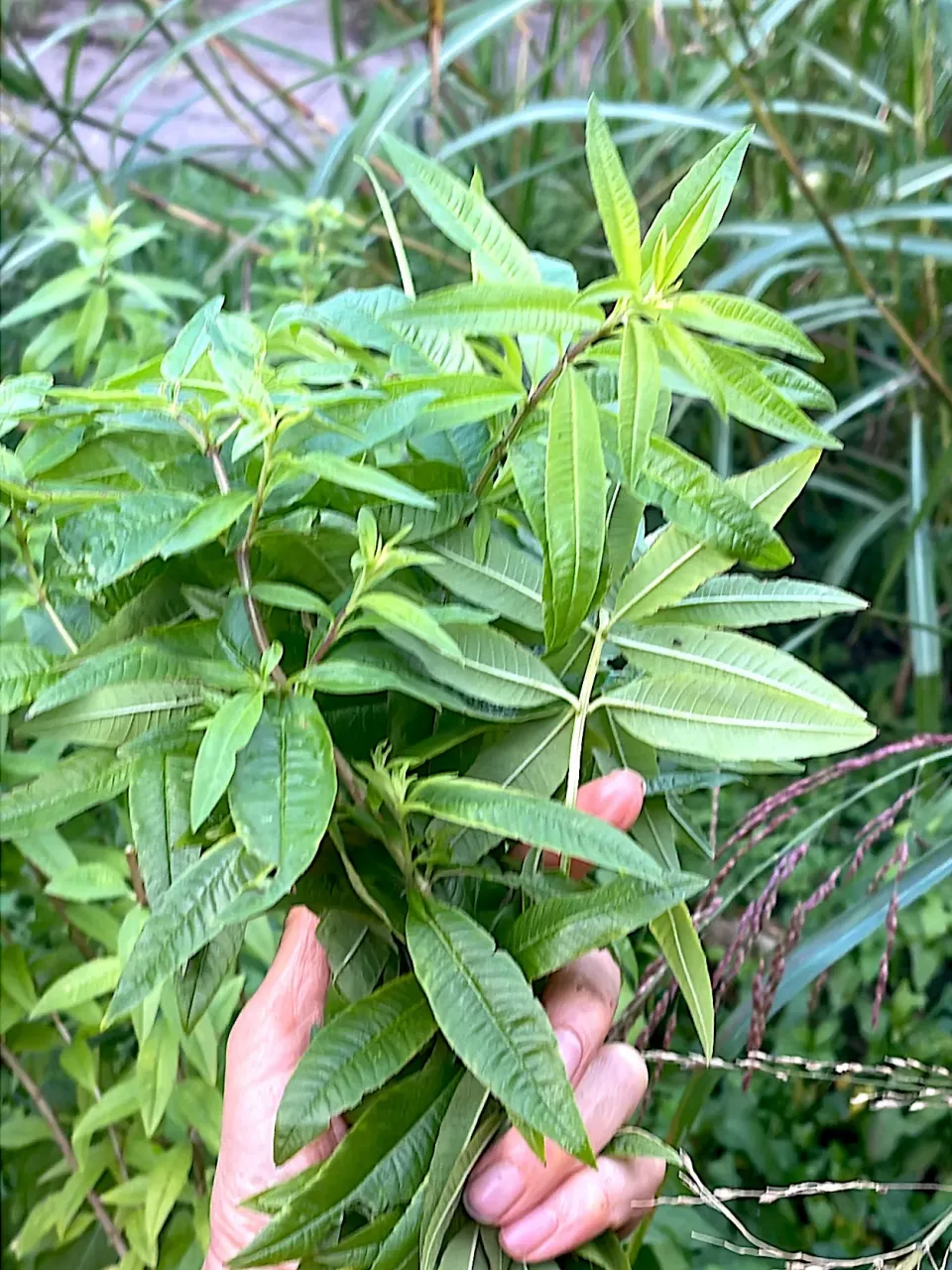 VERVEINE ODORANTE #berubeenu #🌿|LNAさん