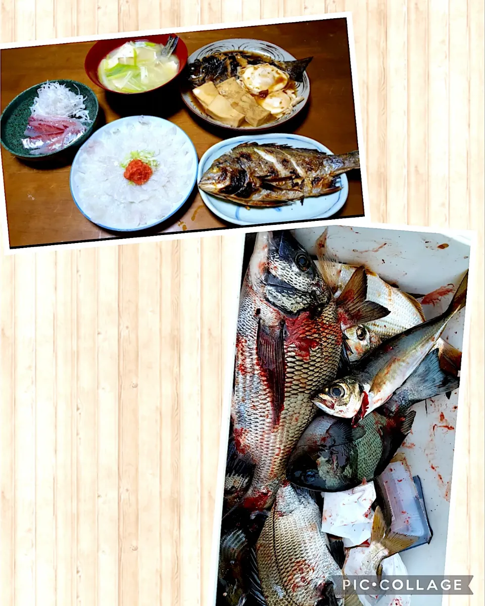 釣り魚🐟だけの晩御飯|🐈⸒⸒⸒⸒つるのダンス🐈🐾さん