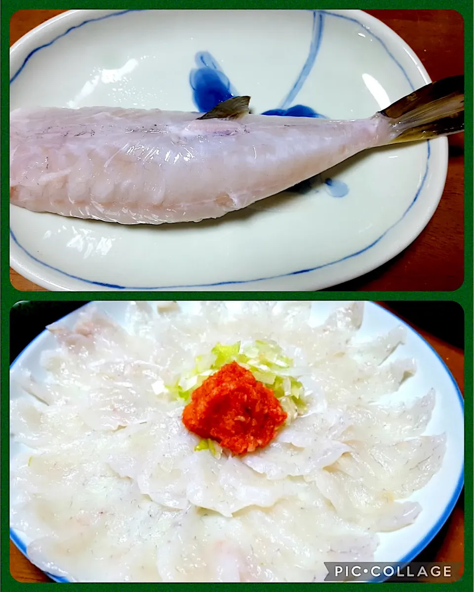 Snapdishの料理写真:⚠️他県の方や食べ方知らない方は真似しないで下さい⚠️釣ったフグを自分で捌いてまず【身欠き】の状態にした後【菊花造り】に  こちらはフグ解禁の地なのでずっと昔から各家庭で捌いて食べる習慣があります|🐈⸒⸒⸒⸒つるのダンス🐈🐾さん