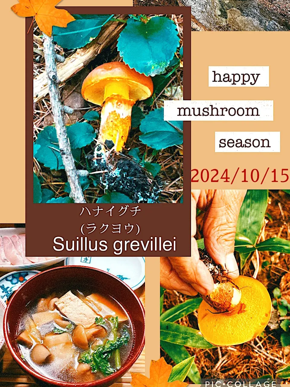 2024/10/15 キノコ狩り🍄‍🟫ハナイグチSuillus grevillei|Blueberry🫐さん