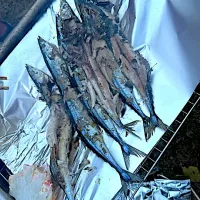 Snapdishの料理写真:秋刀魚🐟の塩焼き❗️( ^ω^ )✨|サソリさん