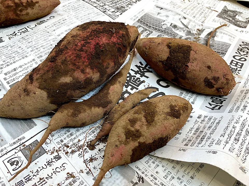 Snapdishの料理写真:＊芋掘り🍠＊|＊抹茶＊さん