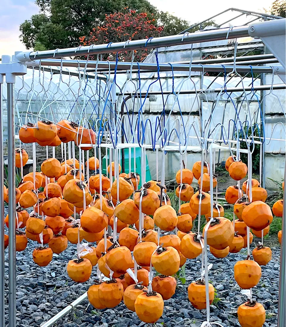 今年も干し柿作りました|つるひめさん