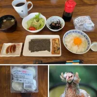 このいかつい南米チリ🇨🇱の鳥【アローカナ】のかすかに青い卵を朝食で卵かけご飯で食べた勇気ある友人🤣|🐈⸒⸒⸒⸒つるのダンス🐈🐾さん