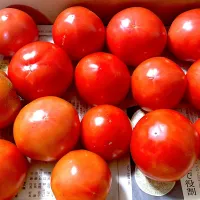 トマト🍅|みーこさん