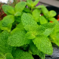 my mint plant|ジェンルグクッキングさん