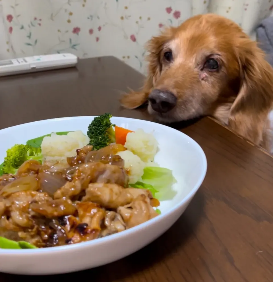 犬と生姜焼き  ꉂ🤣w‪𐤔|tapmamさん